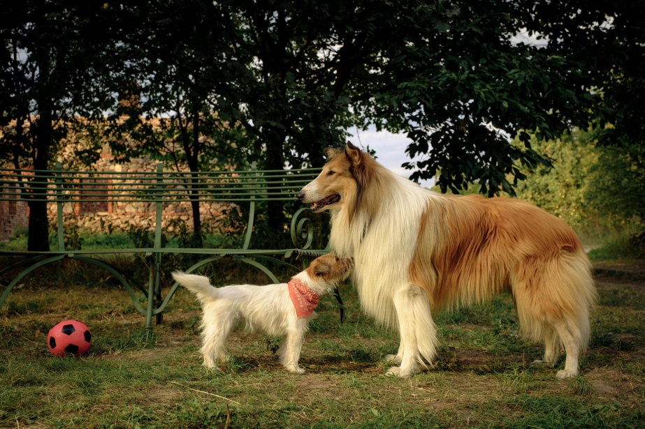 Lassie: Nové dobrodružství