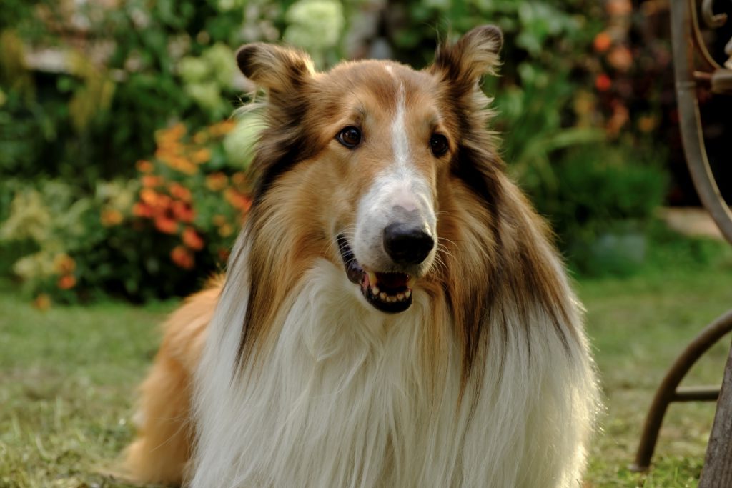 Lassie: Nové dobrodružství