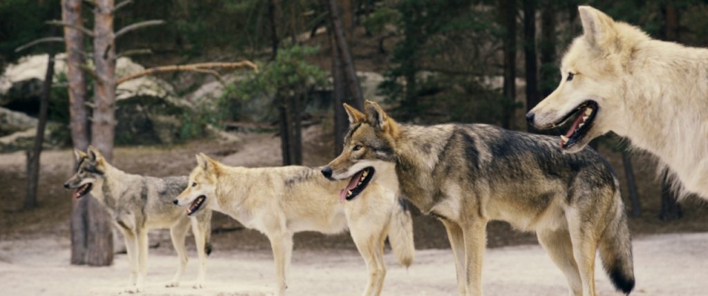 Woodwalkers - Caragova proměna: Na plátna míří fantastický bestseller o tajemných woodwalkerech