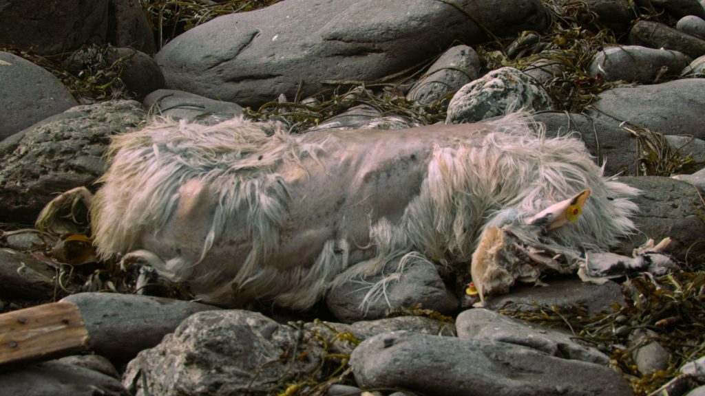 Dny evropského filmu